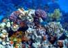 Recovery of Coral Reef Ecosystems after Degration by Humans