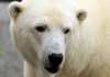 An inconvenient truth: More polar bears alive today than 40 years ago