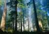 Carbon Credit Forests - the CO2.con