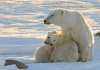 Healthy polar bear count confounds doomsayers