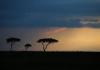 Fifty Years of Increasing Tree Densities on South African Savannas