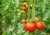Effects of Atmospheric CO2 Enrichment on Early Root Growth of Tomato Plants