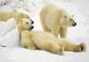 Polar Bears May Have Survived 4-5 million Years of Climate Change