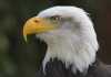 Interior Looks to Expand Permits for Killing Bald Eagles to Accommodate Wind Energy